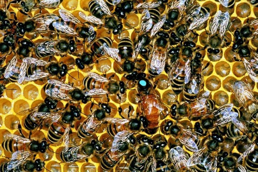 Honey Bee Colony